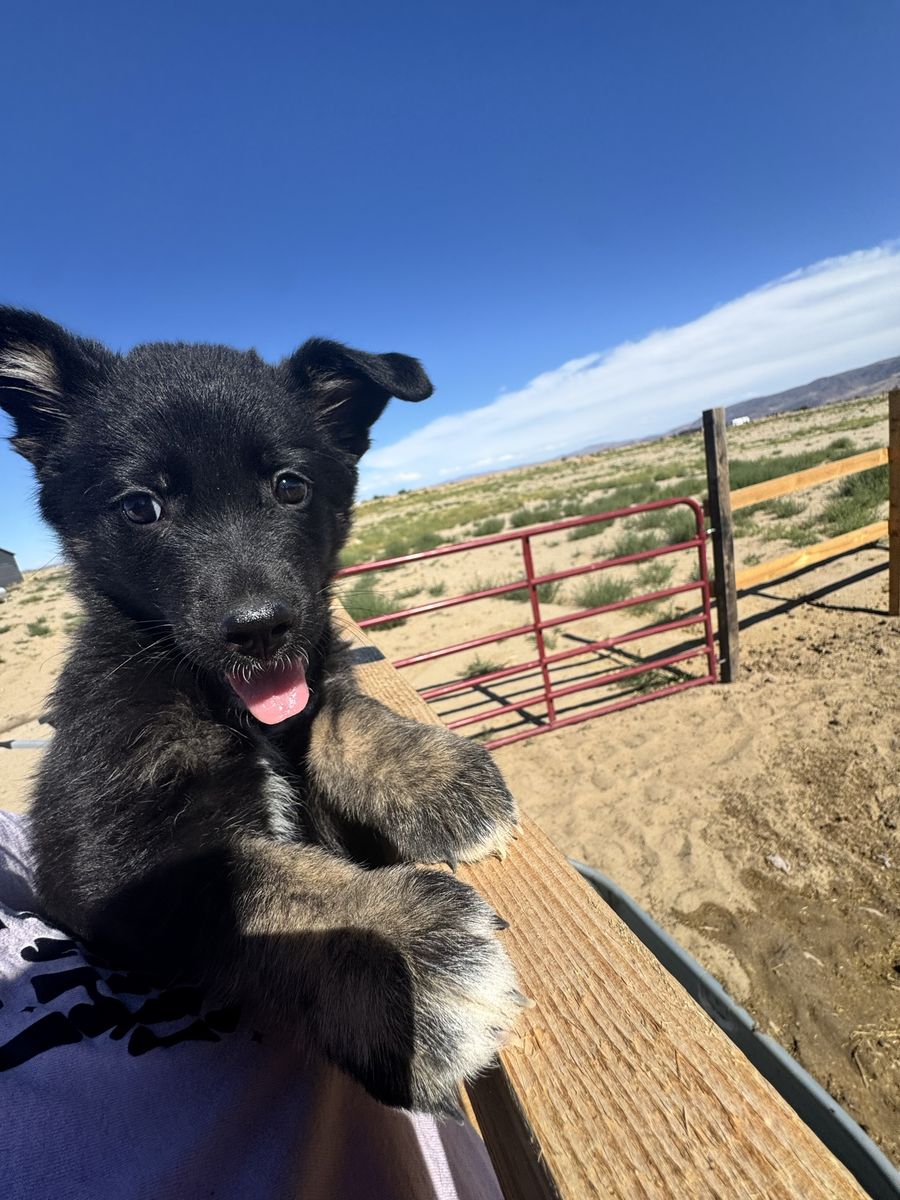 German Shepherd Mix puppy