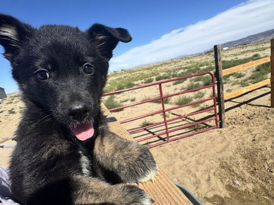 German Shepherd Mix puppy