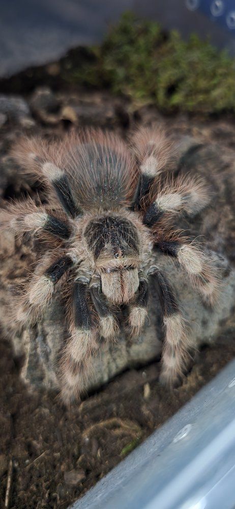Female Nhandu coloratovillosus Tarantula
