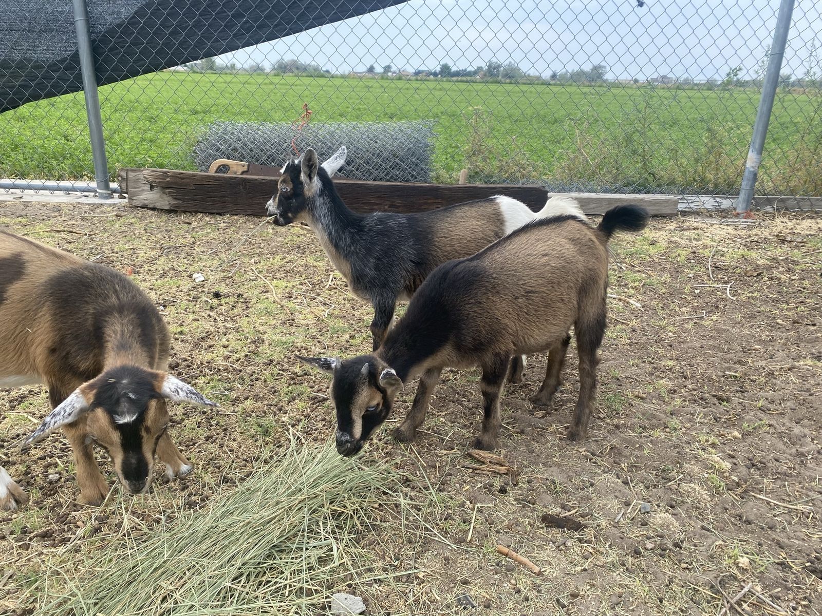 Baby Pygmy goats