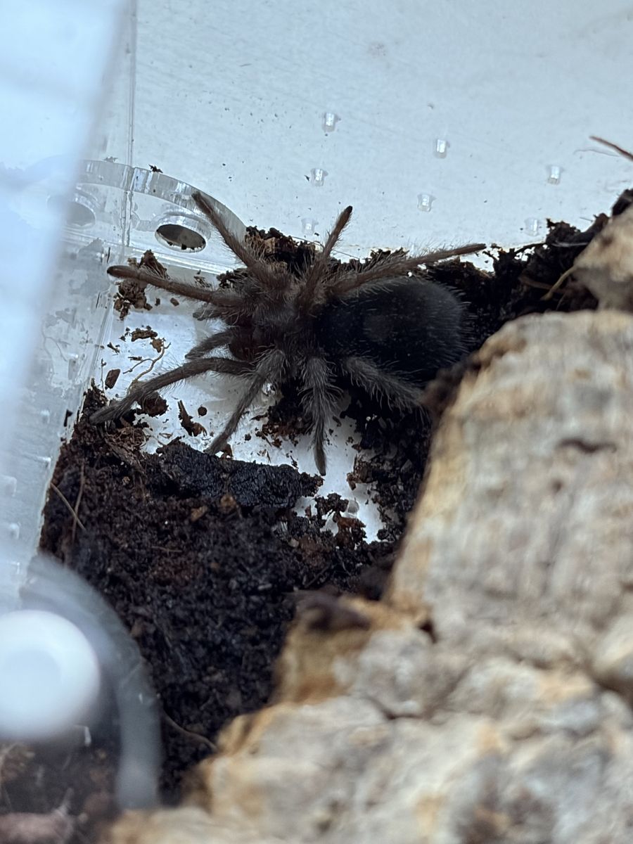 Brazilian Black Sling