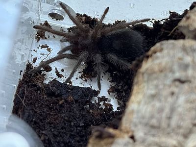 Brazilian Black Sling