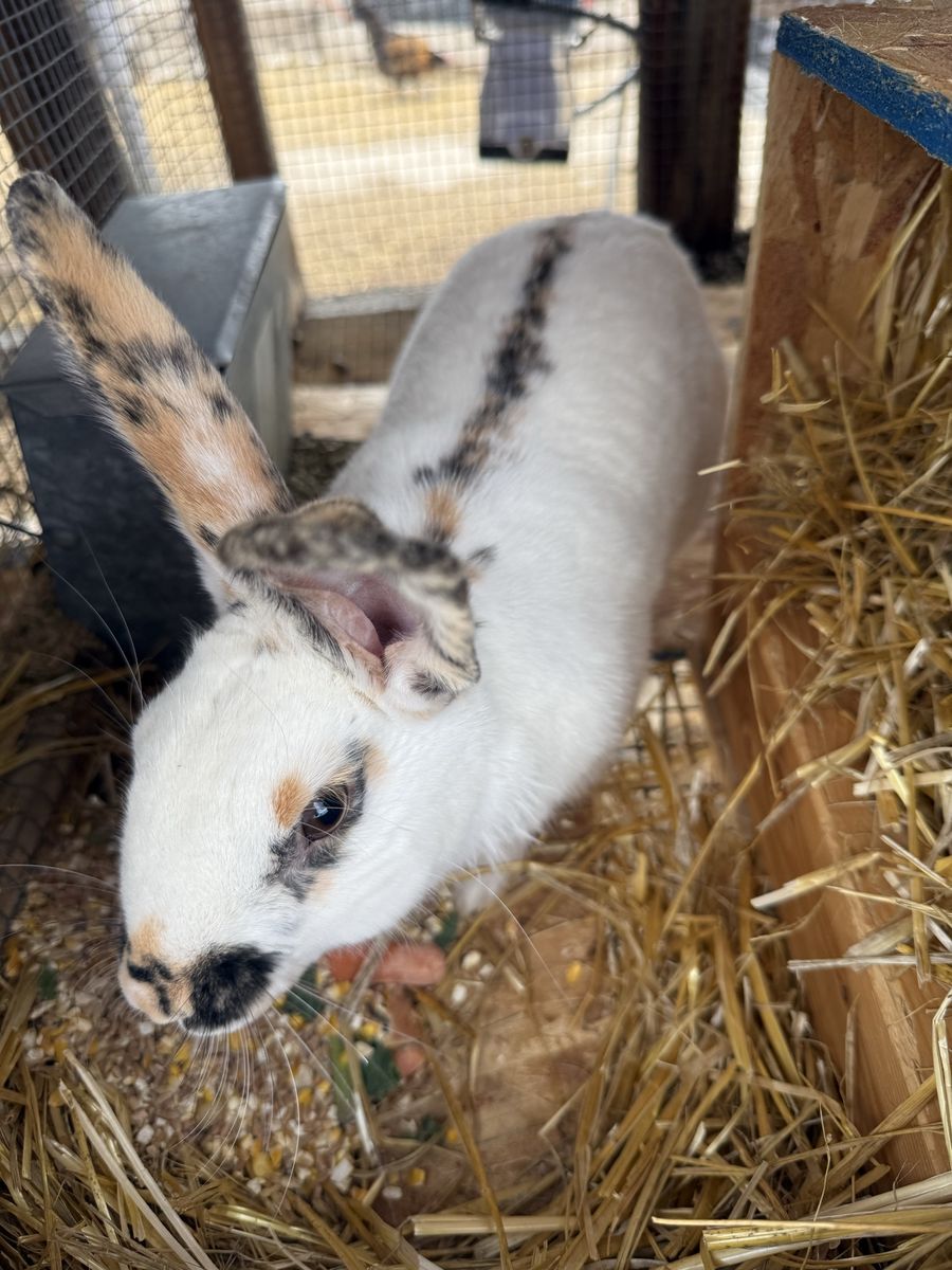 Rabbits
