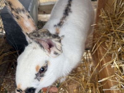 Rabbits