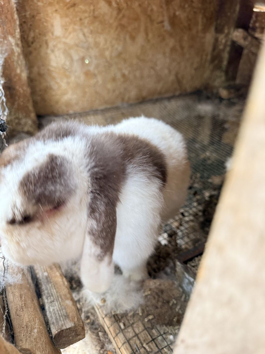 Holland lop buck