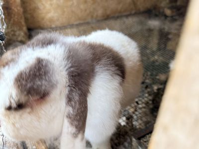 Holland lop buck