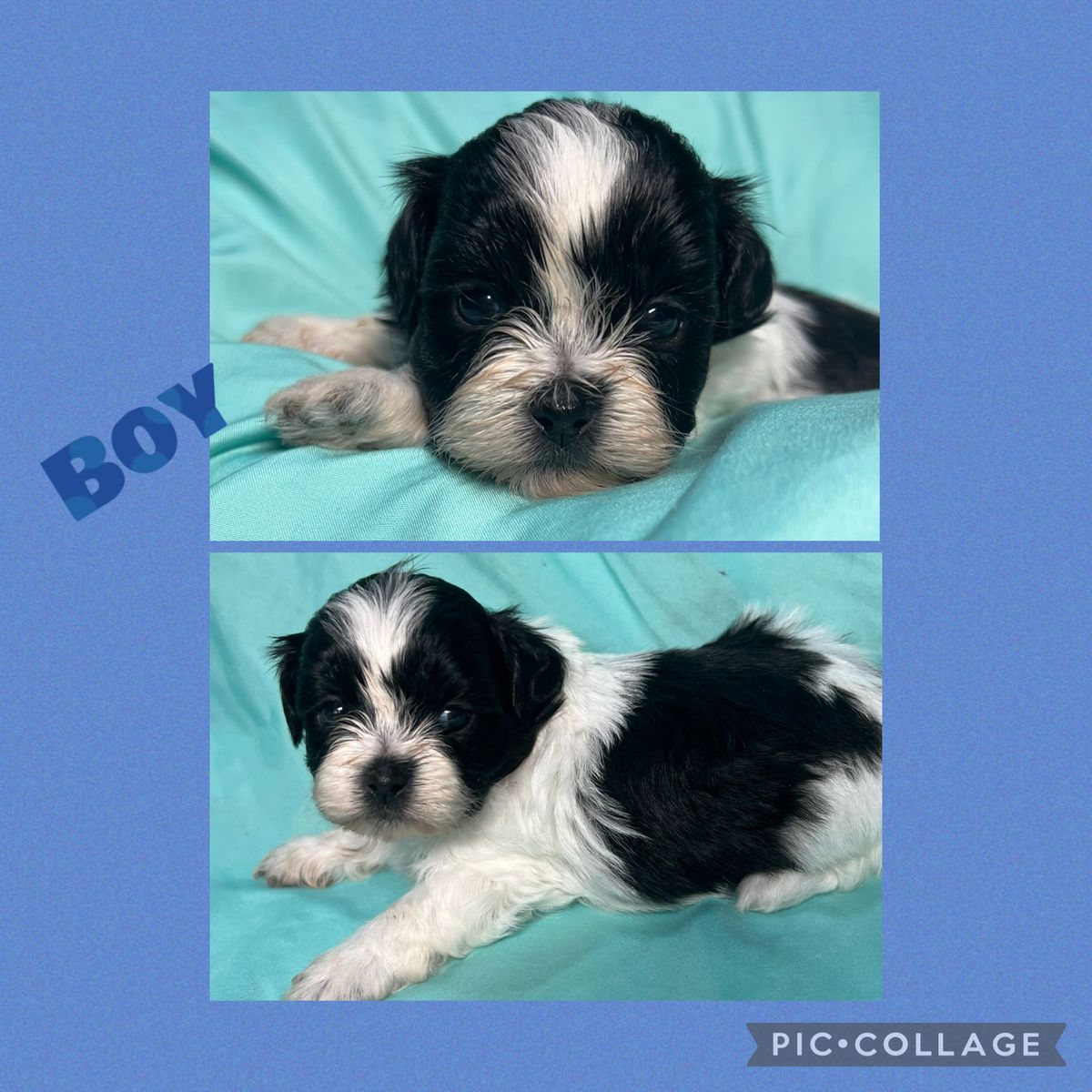 Teddy Bears (1/2 Shih Tzu and 1/2 Bichon)