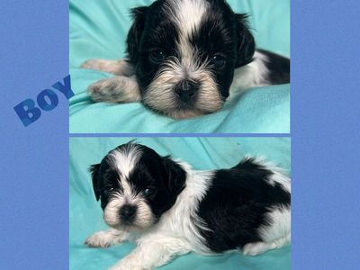 Teddy Bears (1/2 Shih Tzu and 1/2 Bichon)