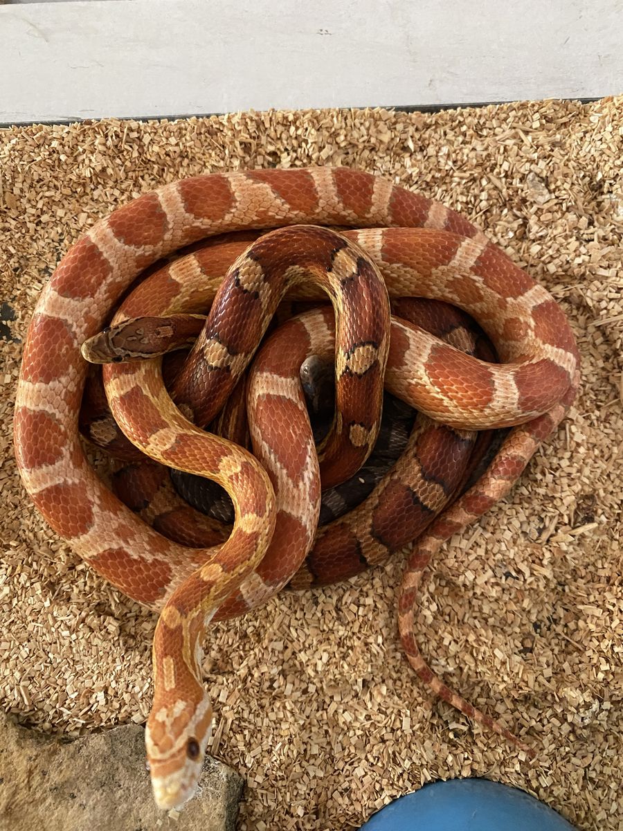 2 Corn Snakes (Breeding pair) w/ 30 gal. Tank! • 1 Het Scaleless, 1 poss. Het Scaleless!
