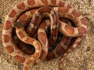 2 Corn Snakes (Breeding pair) w/ 30 gal. Tank! • 1 Het Scaleless, 1 poss. Het Scaleless!