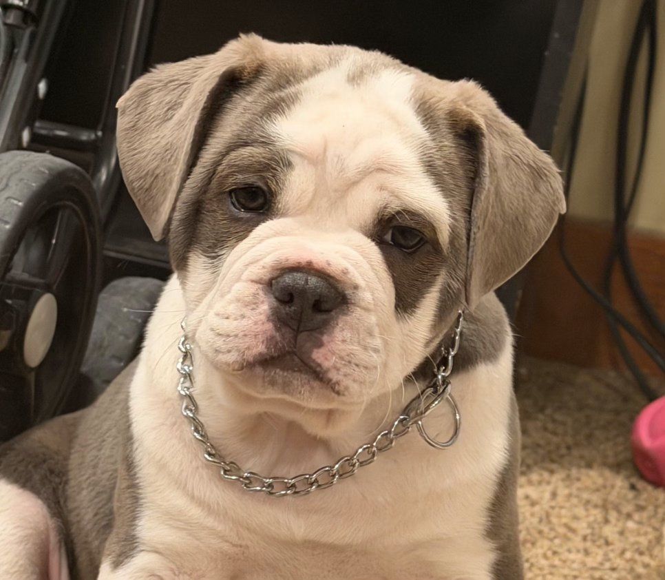 Olde English Bulldogge Puppy mix - Beast