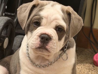 Olde English Bulldogge Puppy mix - Beast