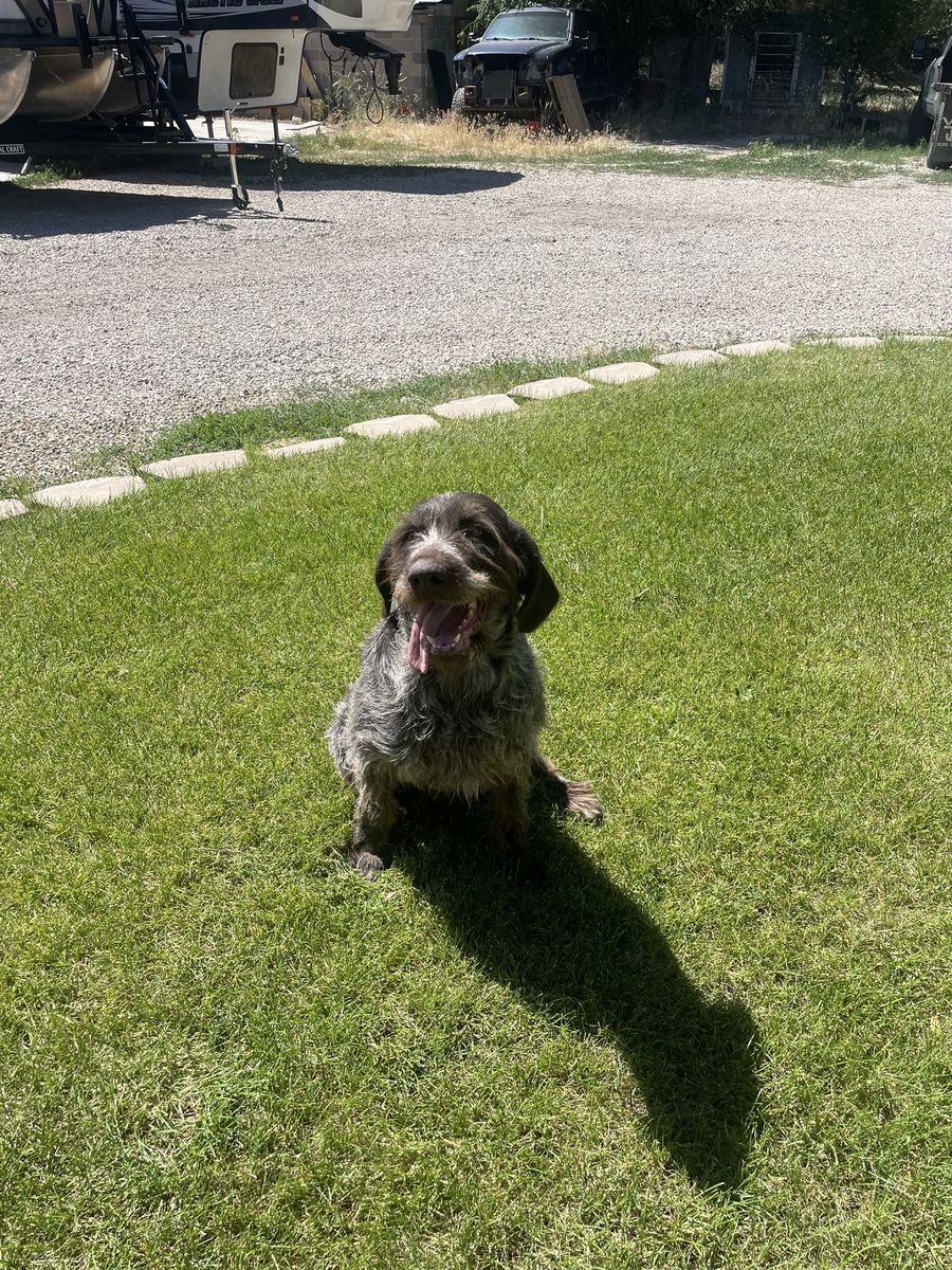 Drahtaar Hunting Dogs