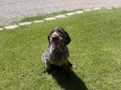 Drahtaar Hunting Dogs