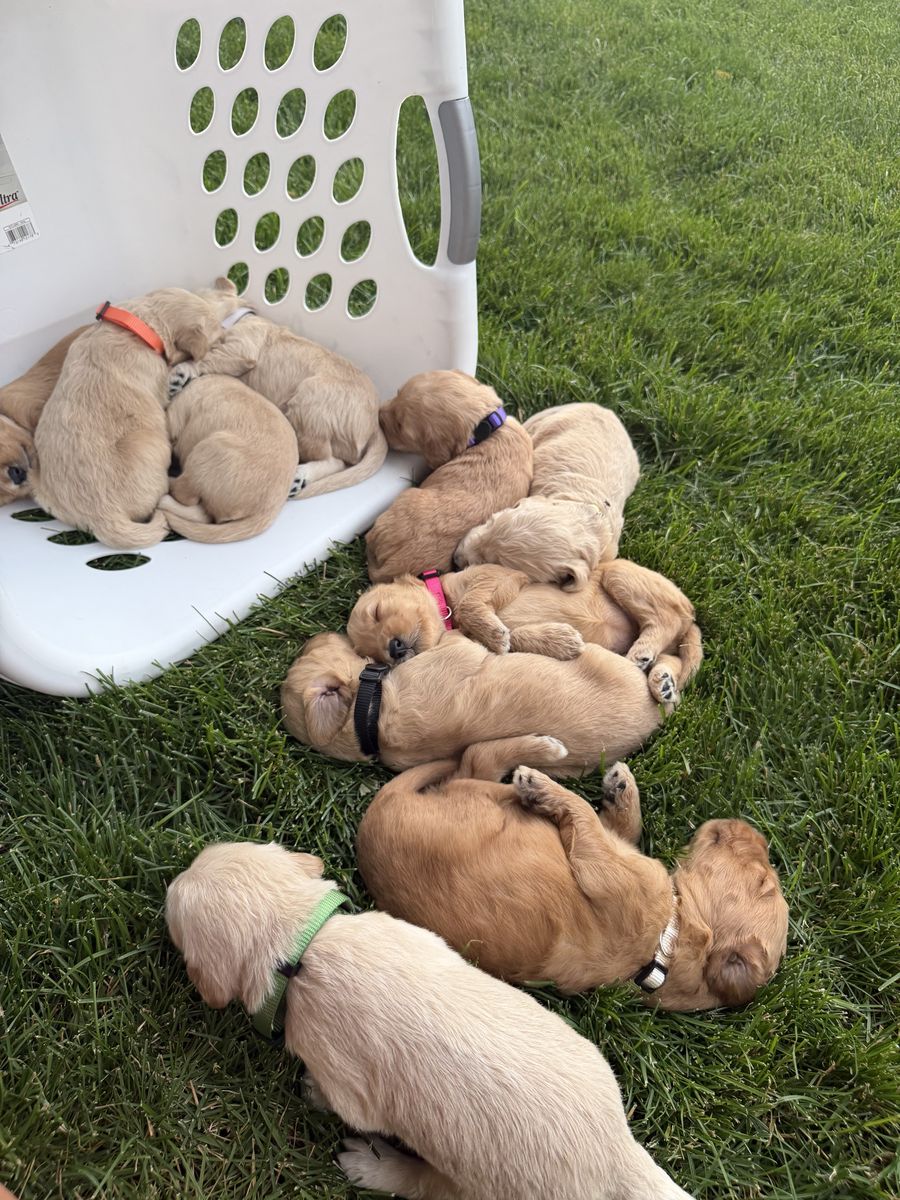 Standard Goldendoodles