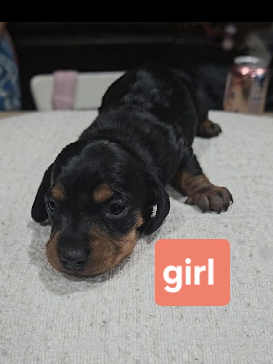 short hair miniature Dachshund 2 left