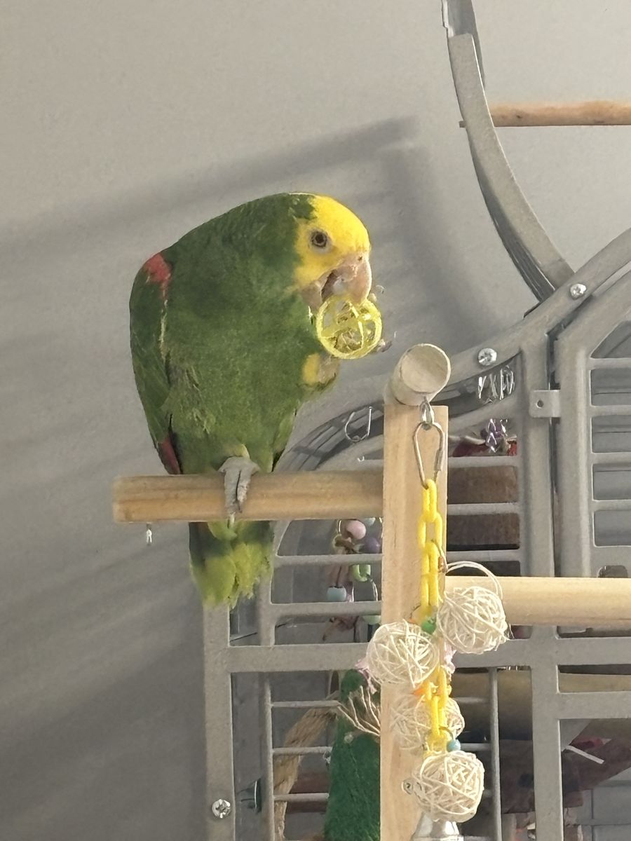 Amazon Parrot