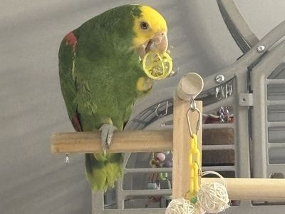 Amazon Parrot