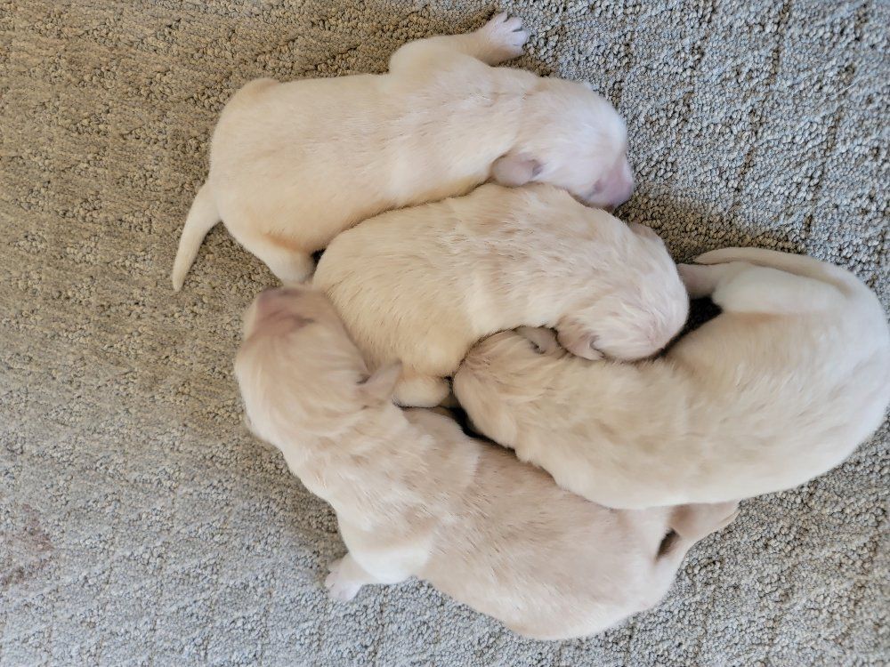 AKC Golden Retriever pups.