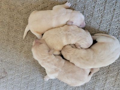 AKC Golden Retriever pups.