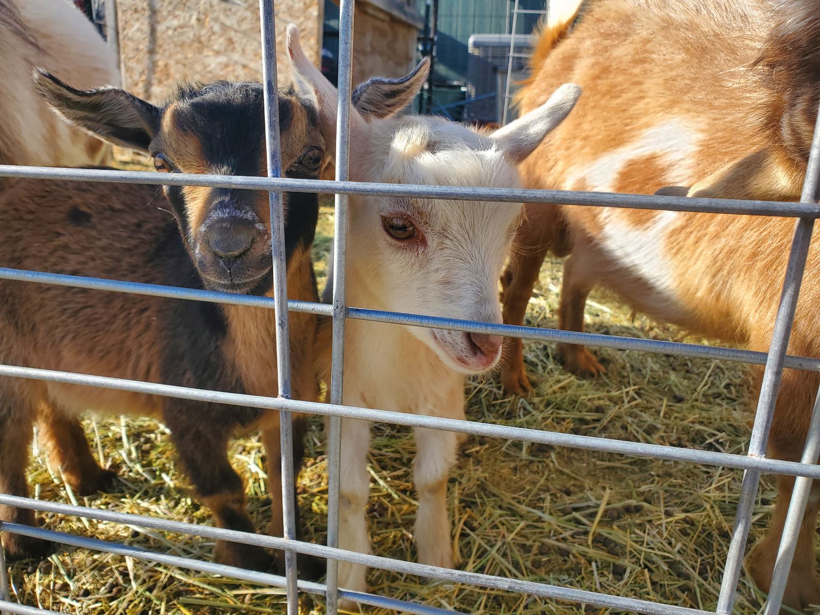 Nigerian Dwarf Goat Bucklings