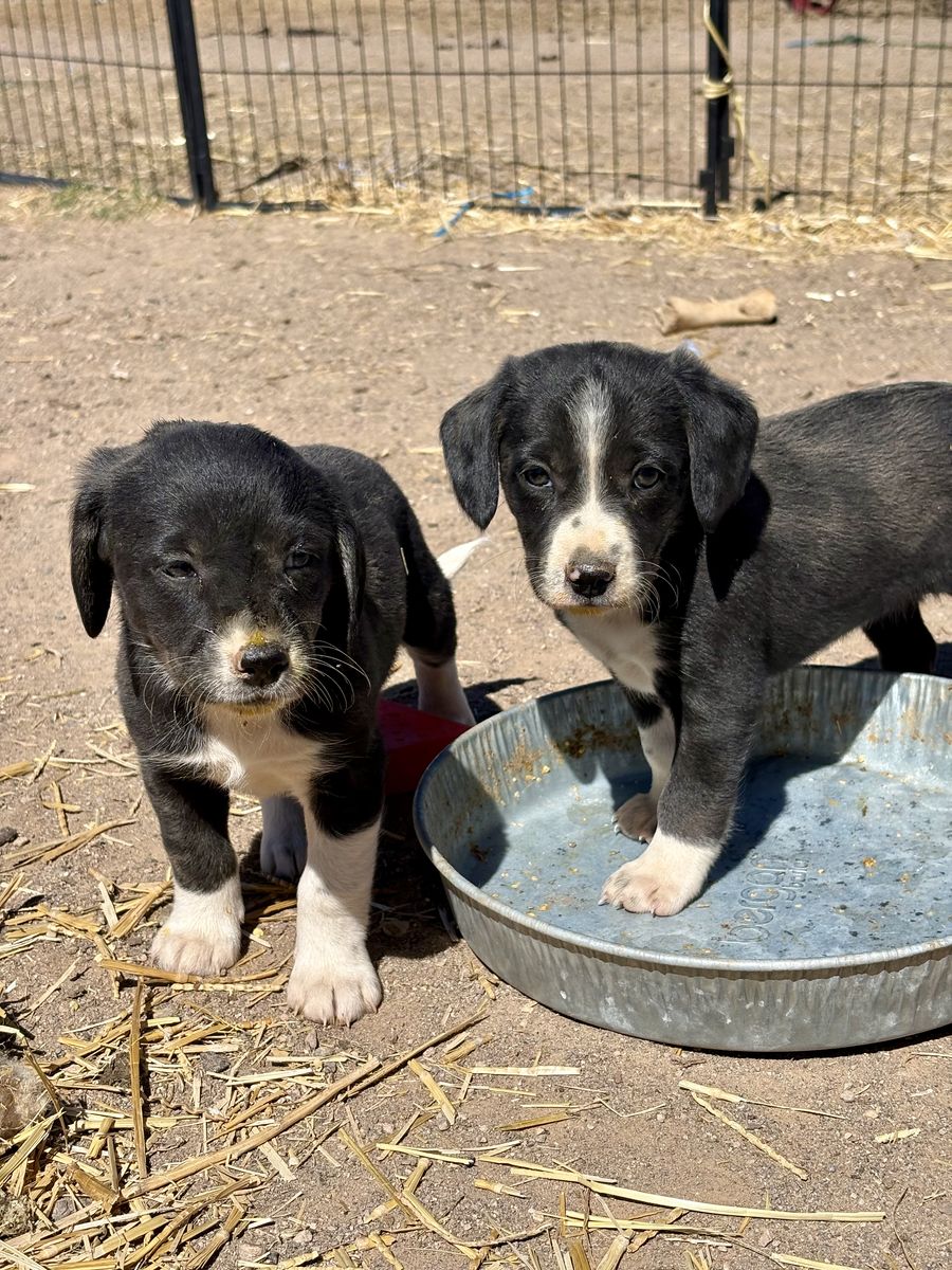 Beagle Boarder Collies