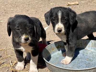 Beagle Boarder Collies