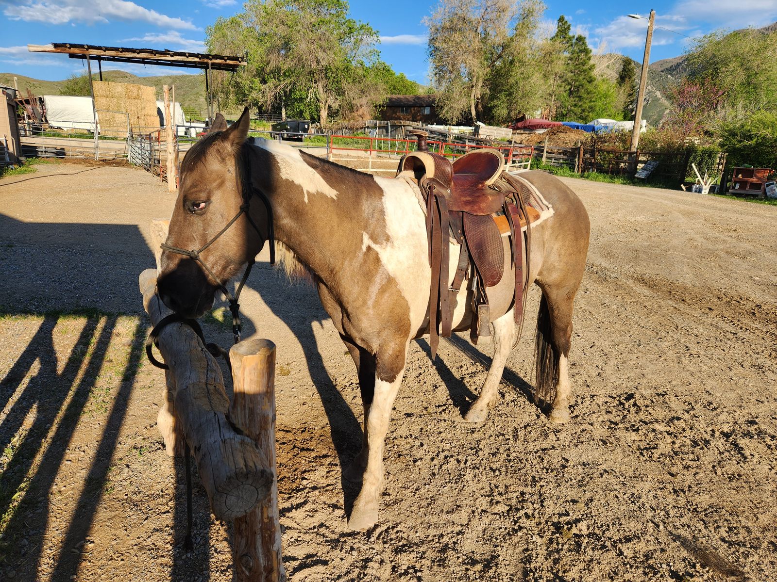 Green 6 yr old grade gelding