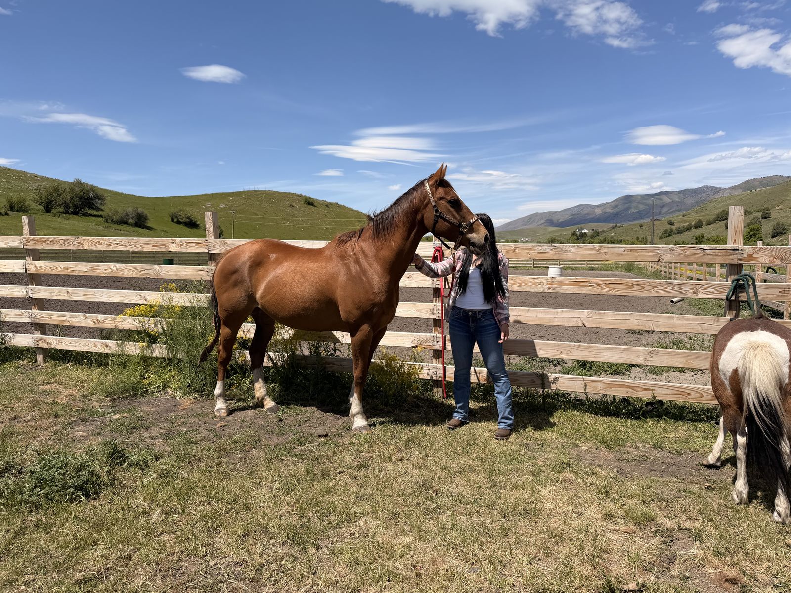 14-Year-Old Sorrel Appendix Broodmare Prospect – Looking for the Right Home