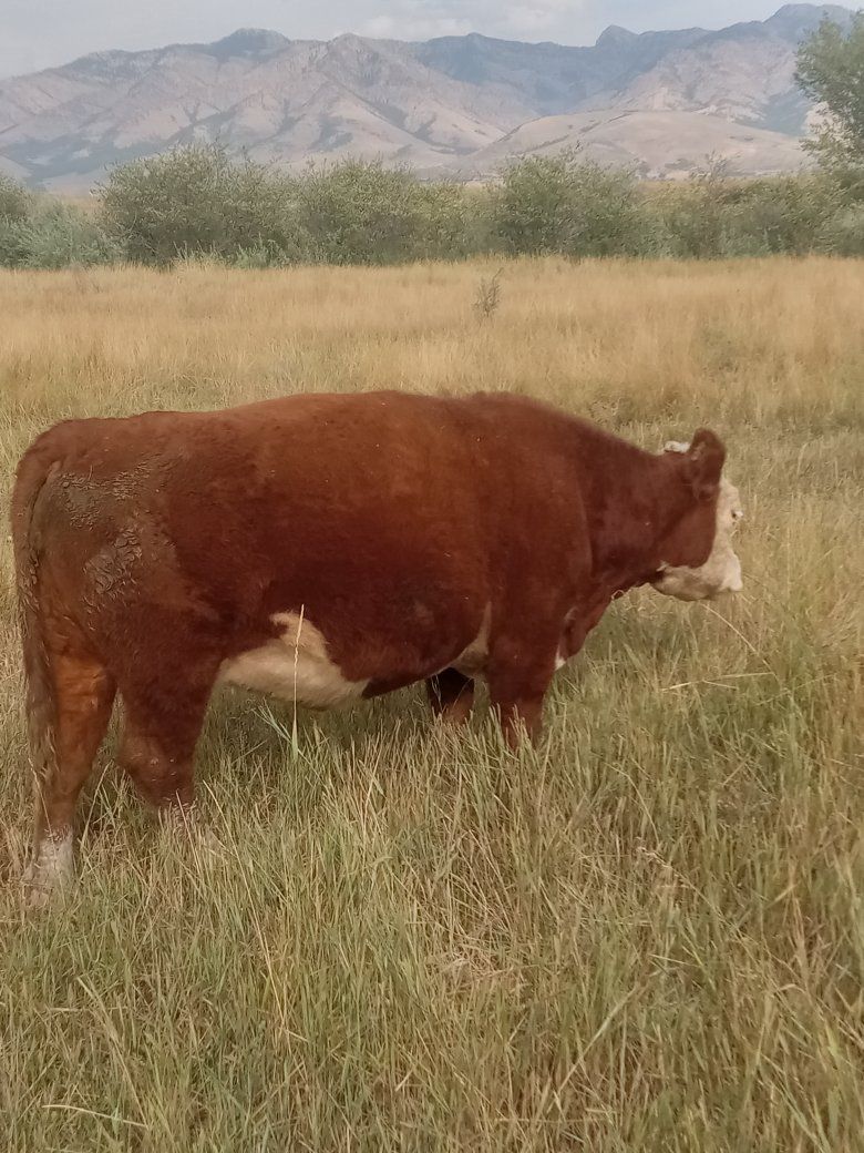Miniature Hereford cow 3in1