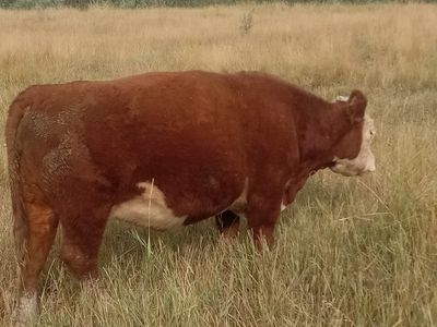 Miniature Hereford cow 3in1
