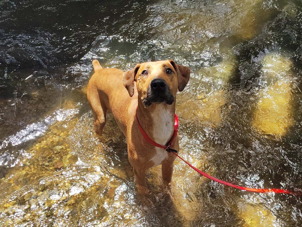 Dogo Argentino Dobermann mix