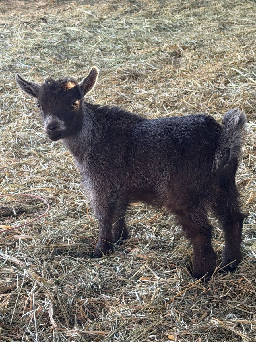 Adorable Pygmy Goat Kids -
