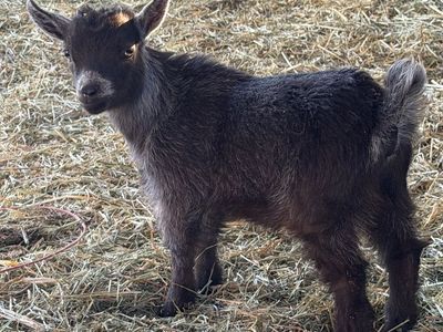 Adorable Pygmy Goat Kids -