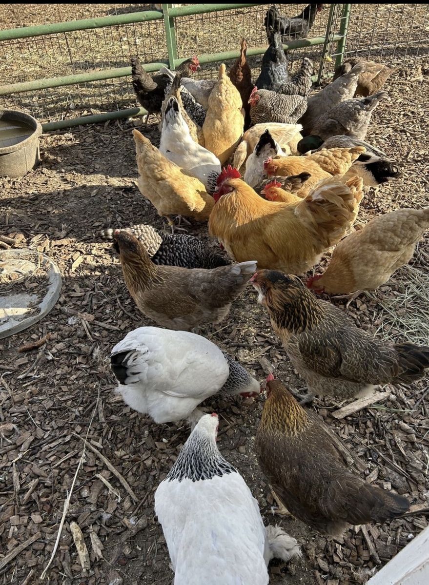 I’m Looking To Buy Chickens.