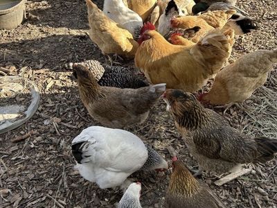 I’m Looking To Buy Chickens.