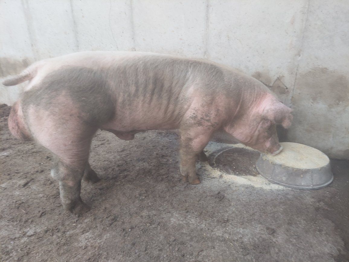 8 MONTH OLD REGISTERED CHESTER WHITE BOAR 