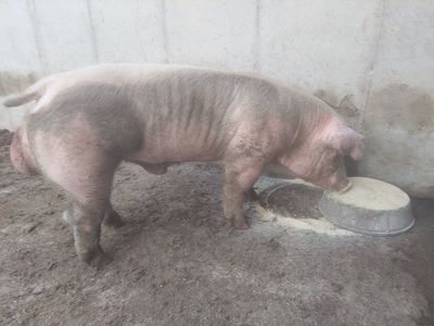 8 MONTH OLD REGISTERED CHESTER WHITE BOAR
