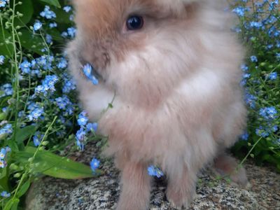 SPRING BUNNIES