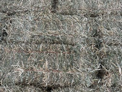 Goat or cattle hay