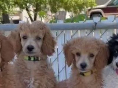 Last 2! AKC Mini and Moyen Poodles Ready To Go!