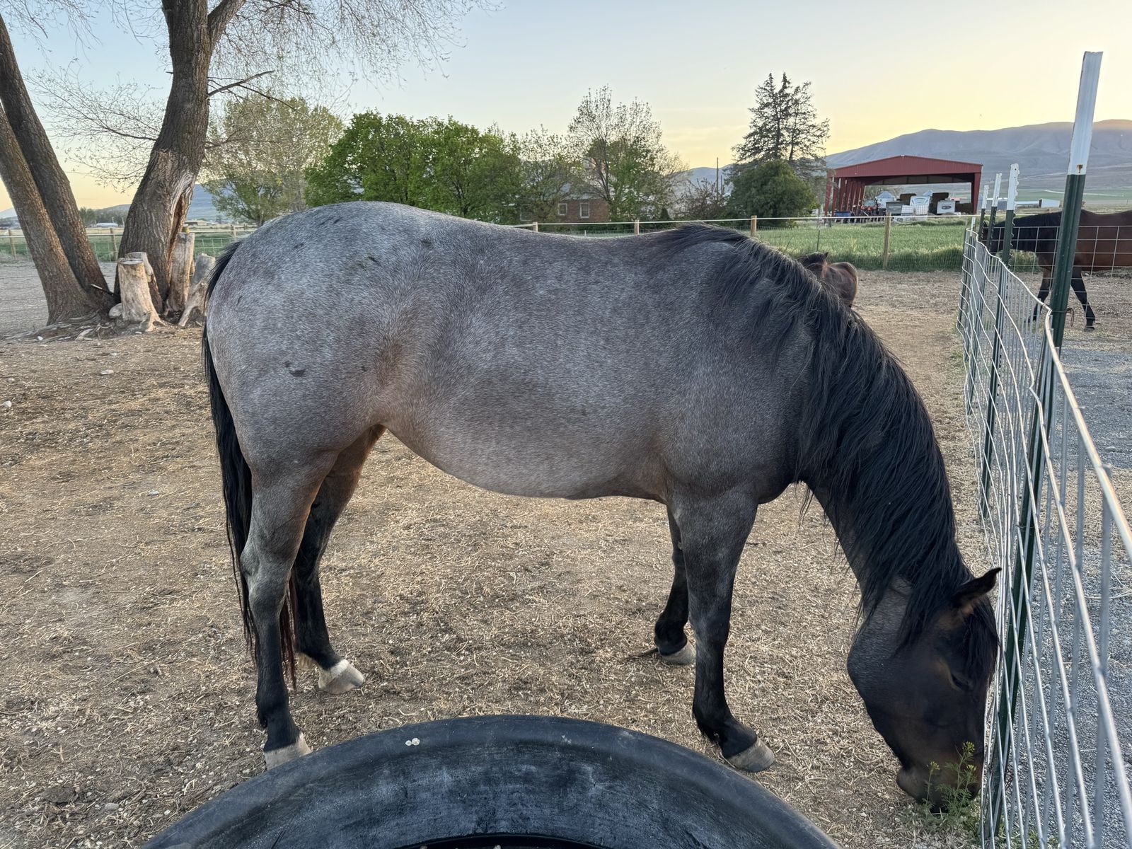2023 AQHA Bay Roan Filly
