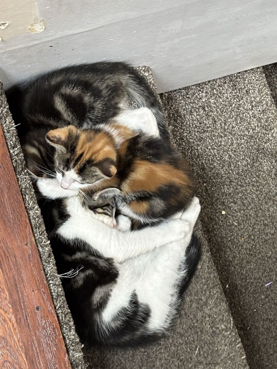 Kittens