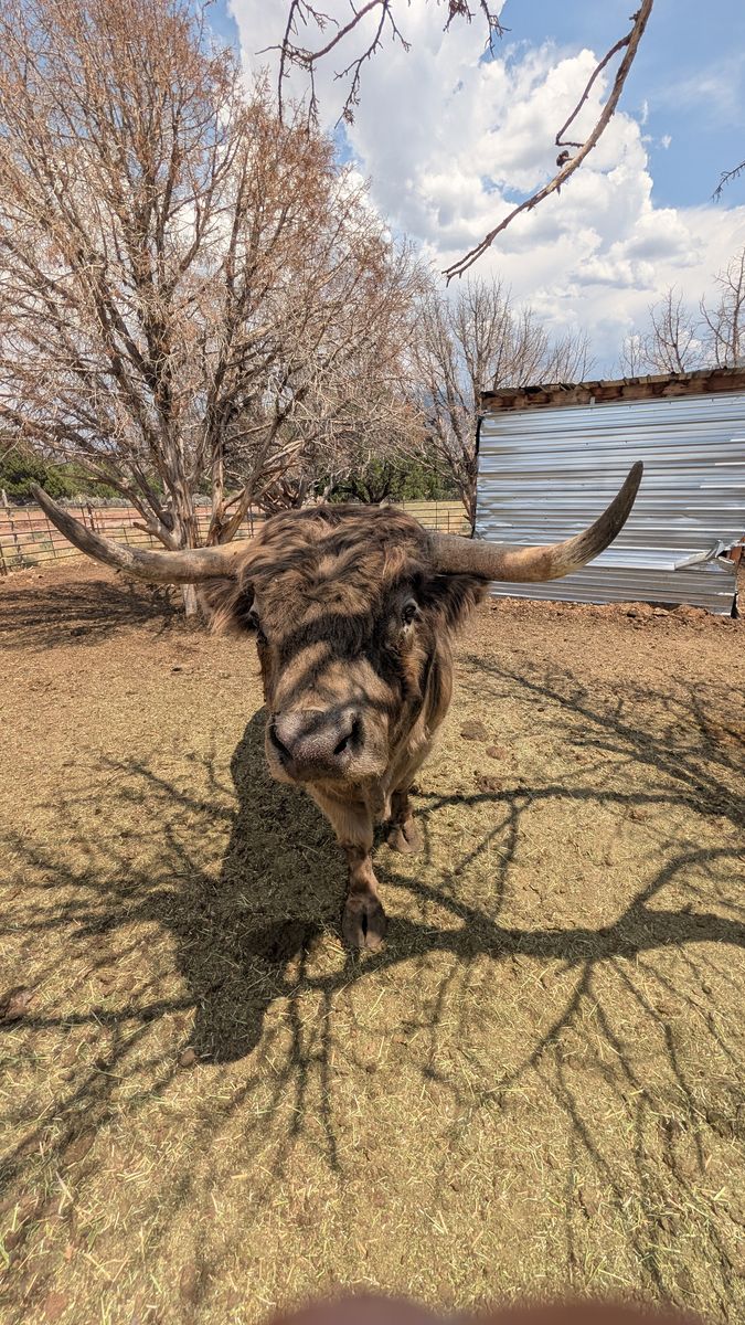 Proven Purebred Scottish Highland Bull – Calf Photos Included