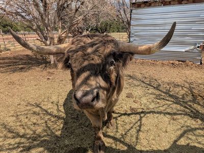 Proven Purebred Scottish Highland Bull – Calf Photos Included