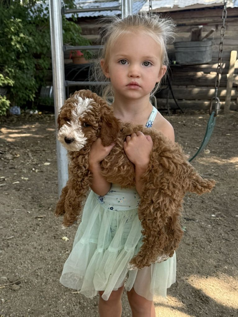 Akc Mini Poodle Pups