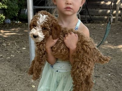 Akc Mini Poodle Pups