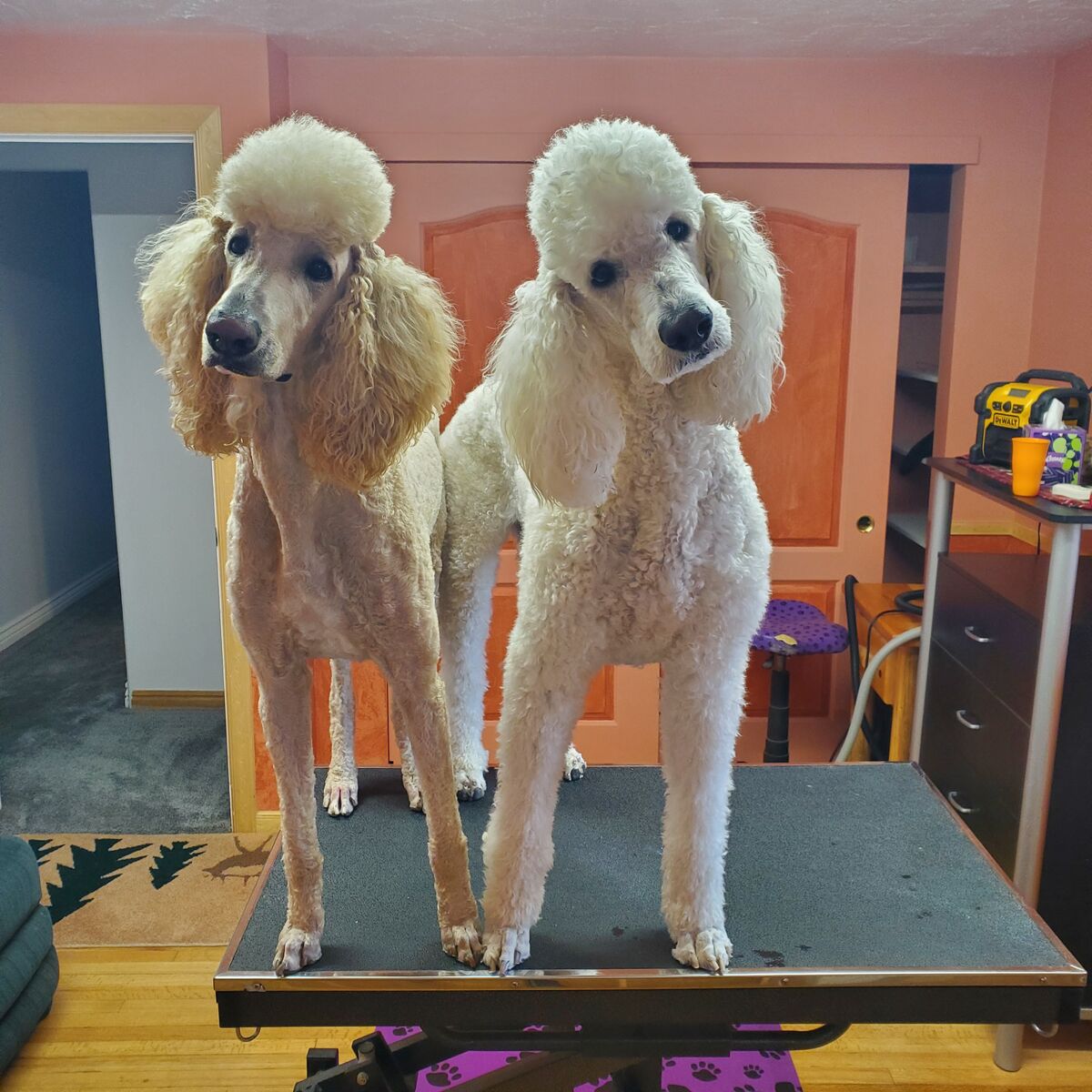 AKC Standard Poodle Studs