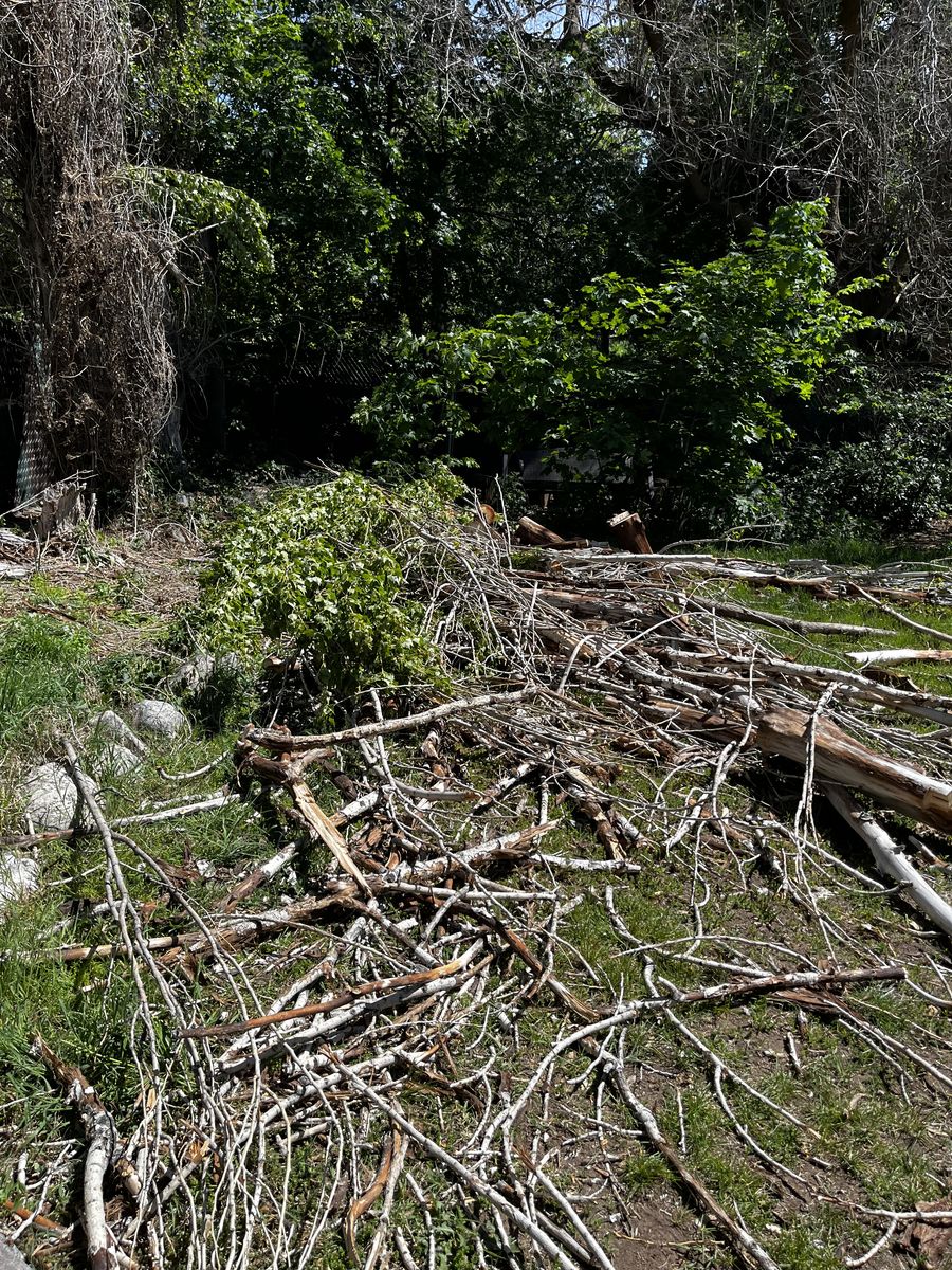 FREE firewood
