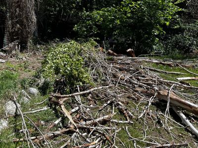 FREE firewood